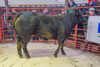 Champion Beast-2